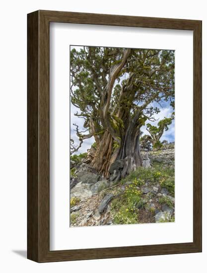 Ancient Sierra Juniper Lake Tahoe region, California-Howie Garber-Framed Photographic Print