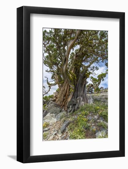 Ancient Sierra Juniper Lake Tahoe region, California-Howie Garber-Framed Photographic Print