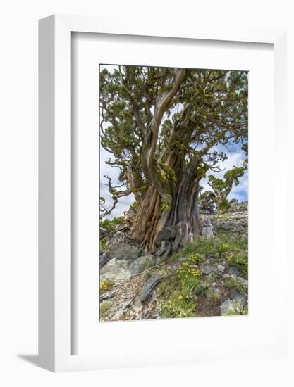 Ancient Sierra Juniper Lake Tahoe region, California-Howie Garber-Framed Photographic Print