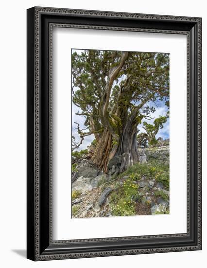 Ancient Sierra Juniper Lake Tahoe region, California-Howie Garber-Framed Photographic Print