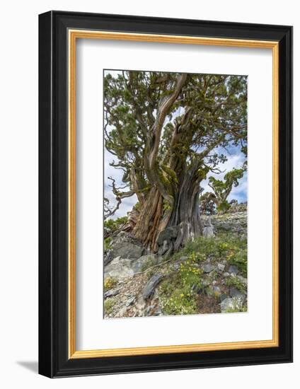 Ancient Sierra Juniper Lake Tahoe region, California-Howie Garber-Framed Photographic Print