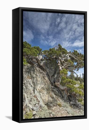 Ancient Sierra juniper, Lake Tahoe region, California-Howie Garber-Framed Premier Image Canvas