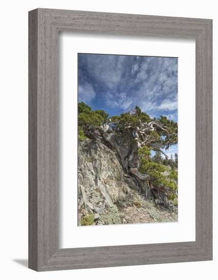 Ancient Sierra juniper, Lake Tahoe region, California-Howie Garber-Framed Photographic Print