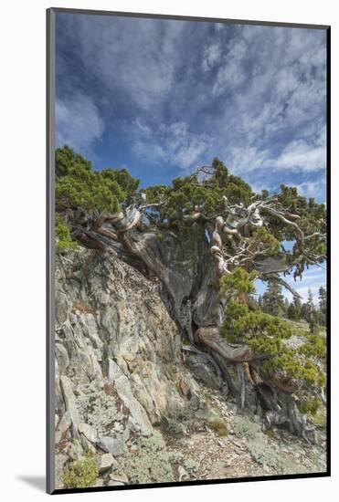 Ancient Sierra juniper, Lake Tahoe region, California-Howie Garber-Mounted Photographic Print
