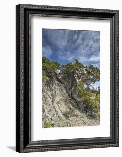 Ancient Sierra juniper, Lake Tahoe region, California-Howie Garber-Framed Photographic Print