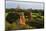 Ancient temple and pagoda rising out of the jungle at sunrise, Bagan, Mandalay Region, Myanmar-Keren Su-Mounted Photographic Print