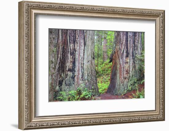 Ancient trees, Lady Bird Grove of the Redwood National Park.-Mallorie Ostrowitz-Framed Photographic Print