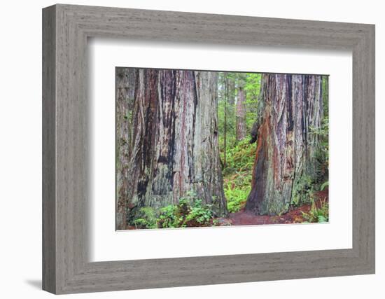 Ancient trees, Lady Bird Grove of the Redwood National Park.-Mallorie Ostrowitz-Framed Photographic Print