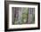 Ancient trees, Lady Bird Grove of the Redwood National Park.-Mallorie Ostrowitz-Framed Photographic Print