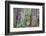 Ancient trees, Lady Bird Grove of the Redwood National Park.-Mallorie Ostrowitz-Framed Photographic Print