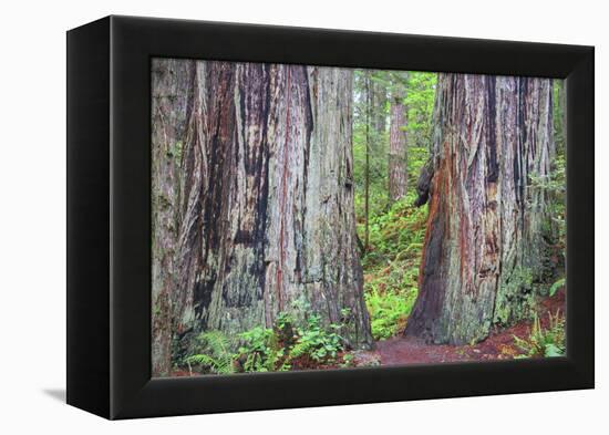 Ancient trees, Lady Bird Grove of the Redwood National Park.-Mallorie Ostrowitz-Framed Premier Image Canvas