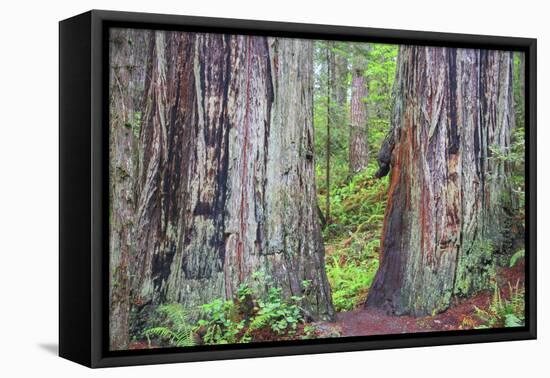 Ancient trees, Lady Bird Grove of the Redwood National Park.-Mallorie Ostrowitz-Framed Premier Image Canvas