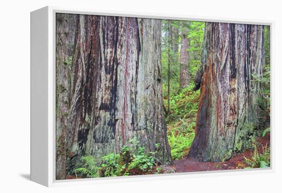 Ancient trees, Lady Bird Grove of the Redwood National Park.-Mallorie Ostrowitz-Framed Premier Image Canvas