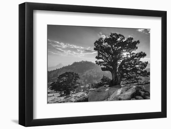 Ancient Western Juniper tree growing on the granite slopes above Olmstead Point-Adam Burton-Framed Photographic Print