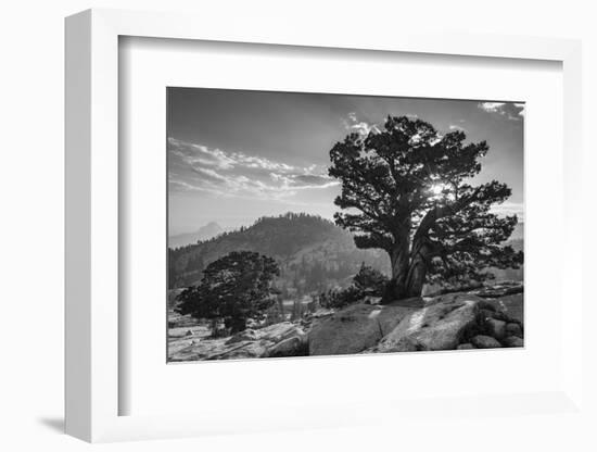 Ancient Western Juniper tree growing on the granite slopes above Olmstead Point-Adam Burton-Framed Photographic Print