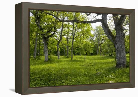 Ancient Wood Pasture, Estonia-Bob Gibbons-Framed Premier Image Canvas