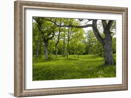 Ancient Wood Pasture, Estonia-Bob Gibbons-Framed Photographic Print