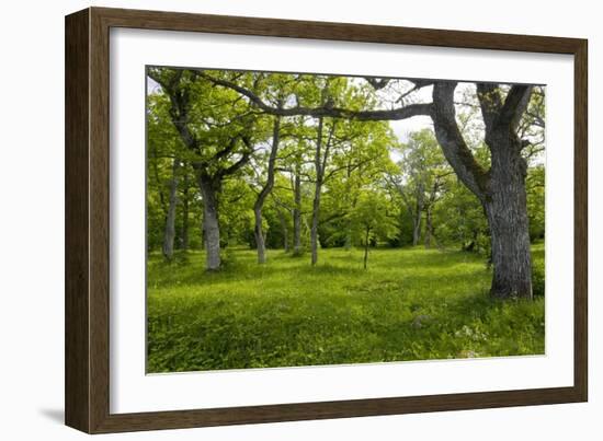 Ancient Wood Pasture, Estonia-Bob Gibbons-Framed Photographic Print