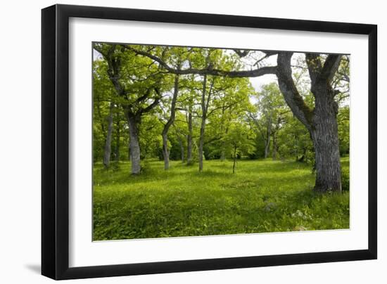 Ancient Wood Pasture, Estonia-Bob Gibbons-Framed Photographic Print