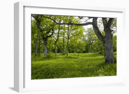 Ancient Wood Pasture, Estonia-Bob Gibbons-Framed Photographic Print