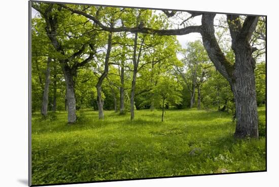 Ancient Wood Pasture, Estonia-Bob Gibbons-Mounted Photographic Print