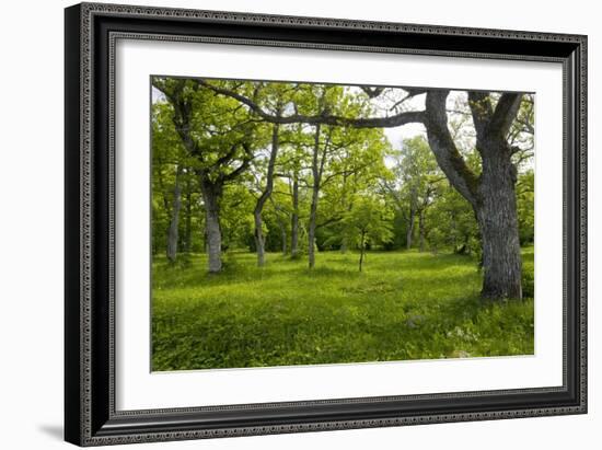 Ancient Wood Pasture, Estonia-Bob Gibbons-Framed Photographic Print