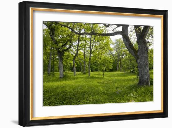 Ancient Wood Pasture, Estonia-Bob Gibbons-Framed Photographic Print