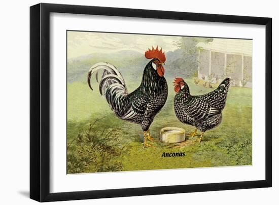 Anconas-null-Framed Art Print