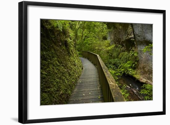 And Mangapohue Stream, Waikato, North Island, New Zealand-David Wall-Framed Photographic Print