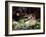 And the Fairies Ran Away with their Clothes-Charles Sims-Framed Giclee Print