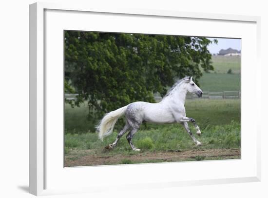 Andalusian 001-Bob Langrish-Framed Photographic Print