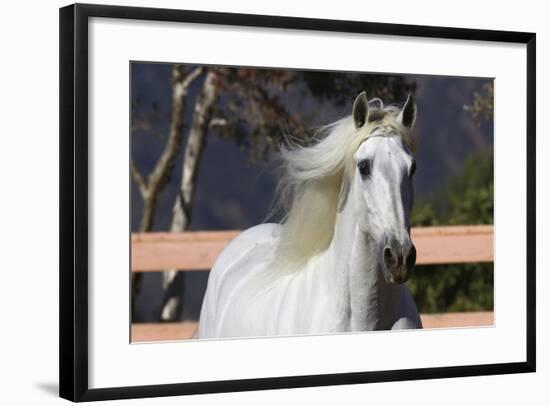 Andalusian 003-Bob Langrish-Framed Photographic Print