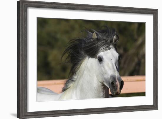 Andalusian 009-Bob Langrish-Framed Photographic Print