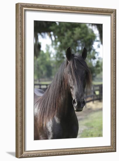 Andalusian 010-Bob Langrish-Framed Photographic Print