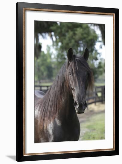 Andalusian 010-Bob Langrish-Framed Photographic Print