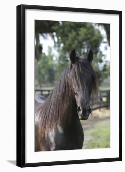 Andalusian 010-Bob Langrish-Framed Photographic Print