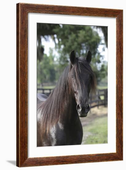 Andalusian 010-Bob Langrish-Framed Photographic Print