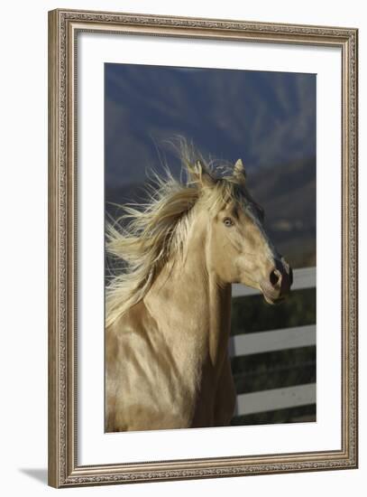 Andalusian 016-Bob Langrish-Framed Photographic Print