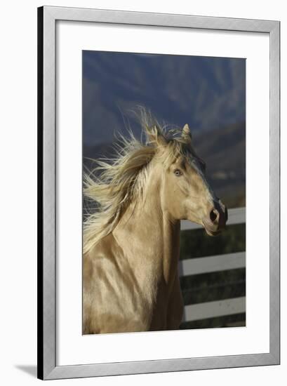 Andalusian 016-Bob Langrish-Framed Photographic Print