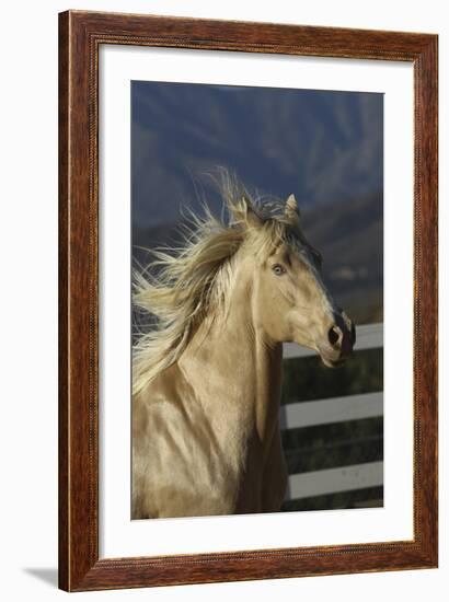 Andalusian 016-Bob Langrish-Framed Photographic Print