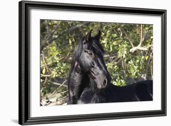 Andalusian 042-Bob Langrish-Framed Photographic Print