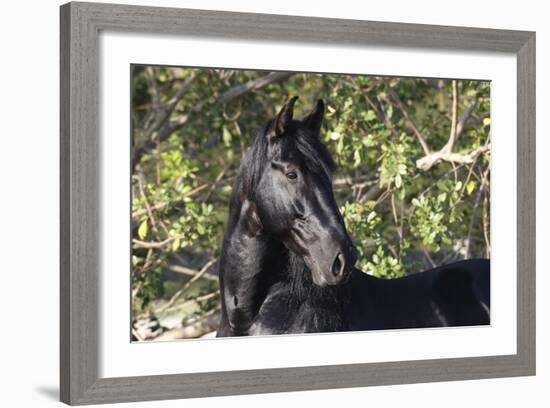 Andalusian 042-Bob Langrish-Framed Photographic Print