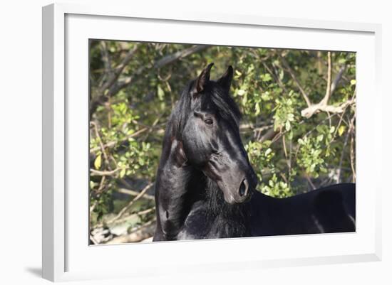 Andalusian 042-Bob Langrish-Framed Photographic Print