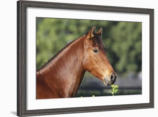 Andalusian 057-Bob Langrish-Framed Photographic Print