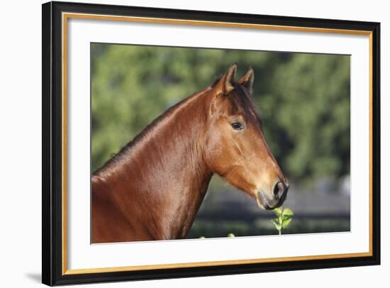 Andalusian 057-Bob Langrish-Framed Photographic Print