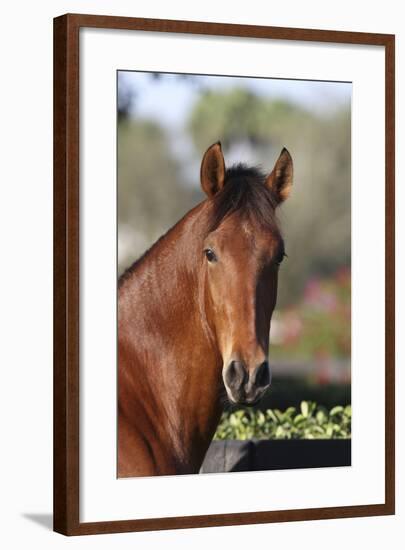 Andalusian 059-Bob Langrish-Framed Photographic Print