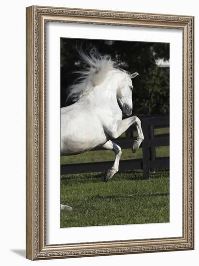 Andalusian 063-Bob Langrish-Framed Photographic Print