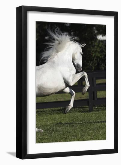 Andalusian 063-Bob Langrish-Framed Photographic Print