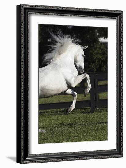 Andalusian 063-Bob Langrish-Framed Photographic Print