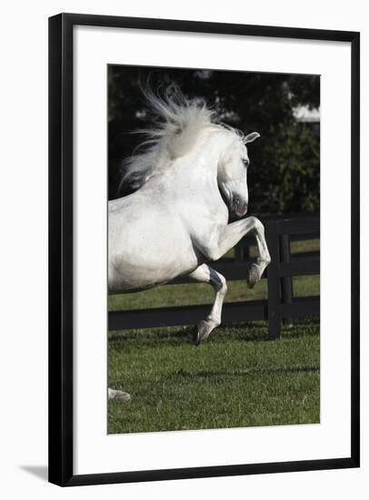 Andalusian 063-Bob Langrish-Framed Photographic Print